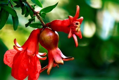 Cây phong thủy đắt hàng ngày tết